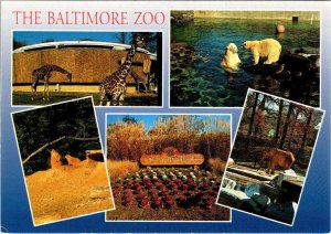 Baltimore, MD Maryland BALTIMORE ZOO Giraffes~Polar Bears~Elephant 4X6 Postcard