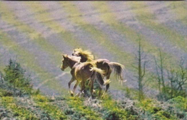 Wild Horses Of The Pryor Mountains