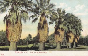 RIVERSIDE, California, 1900-1910s; Fan Palm Driveway