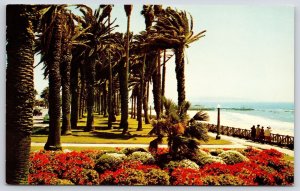 Santa Monica Palisades California Blue Pacific Beach Homes Palm Trees Postcard