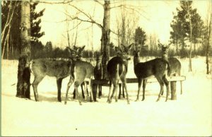 RPPC Feeding Deer in Winter Northern Minnesota  Real Photo Postcard EKC