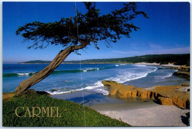 A Cypress tree adds its unique beauty to Carmel beach - Carmel, California