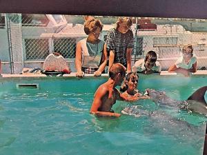 Postcard  Porpoises at Ocean World Aquarium in Ft. Lauderdale, FL.      X9