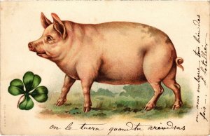 PC LITHO PIG COCHON PIGS (a37096)