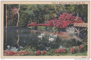 MOBILE, Alabama, PU-1966; Scene In Bellingrath Gardens, Swans