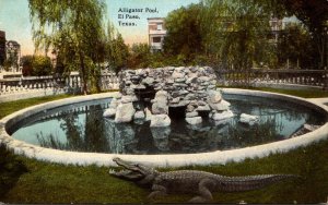 Texas El Paso Alligator Pool Curteich