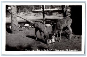 Idyllwild San Bernardino California CA Postcard RPPC Photo Mealtime Deer 1943