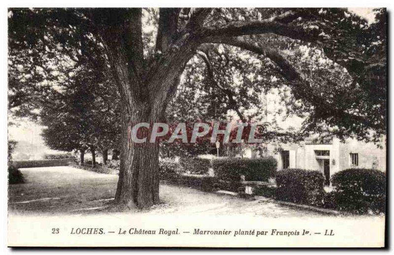 Loches - Le Chateau Royale - Chestnut plant by Francois 1 - Old Postcard