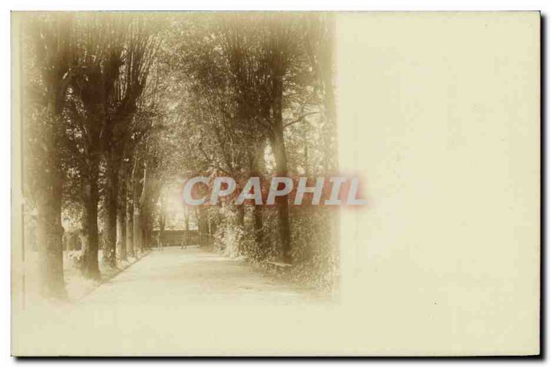 PHOTO CARD Allee in the woods
