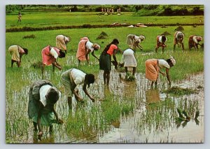 Transplanting Paddy Sri Lanka 4x6 Vintage Postcard 0371