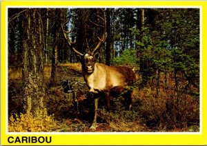 Canada British Columbia Woodland Caribou