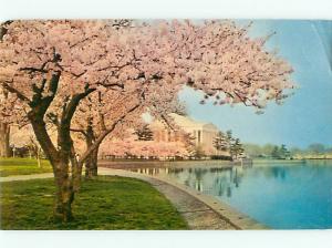 Vintage Postcard Washington Memorial Washington D C   # 1039