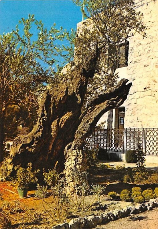 Garden of Gethsemane in JerUSA lem Israel Unused 