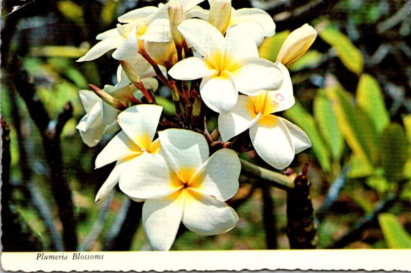 Hawaii Plumeria Blossoms 1976