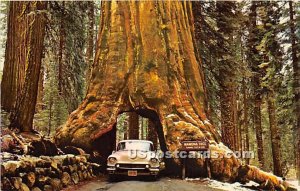 Wawona Tree - Yosemite National Park, CA