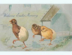 Unused Pre-1907 easter CHICKS WITH EGG SHELLS STUCK TO THEIR BUTTS o3035
