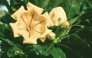 Vintage Postcard Cup Of Gold Gorgeous Exotic Blossom Winter Golden Glory Hawaii