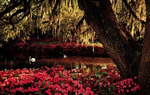 VINTAGE POSTCARD AIRLIE GARDENS WILMINGTON NORTH CAROLINA MAILED 1967