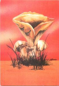 Mushrooms postcard LACTARIUS PIPERATUS peppery milk-cap fungus