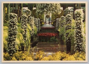 Beautiful Chysanthemum Flowers Fill Longwood Gardens~Kennett Square~c1981~CT PC