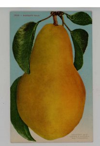 A Bartlett Pear