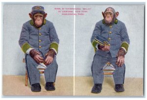 c1910's Chimpanzee Baldy In Uniform New York Zoological Park Bronx NY Postcard