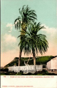 Vtg 1905 Palm Trees At Old Town Planted 1769 San Diego California CA Postcard