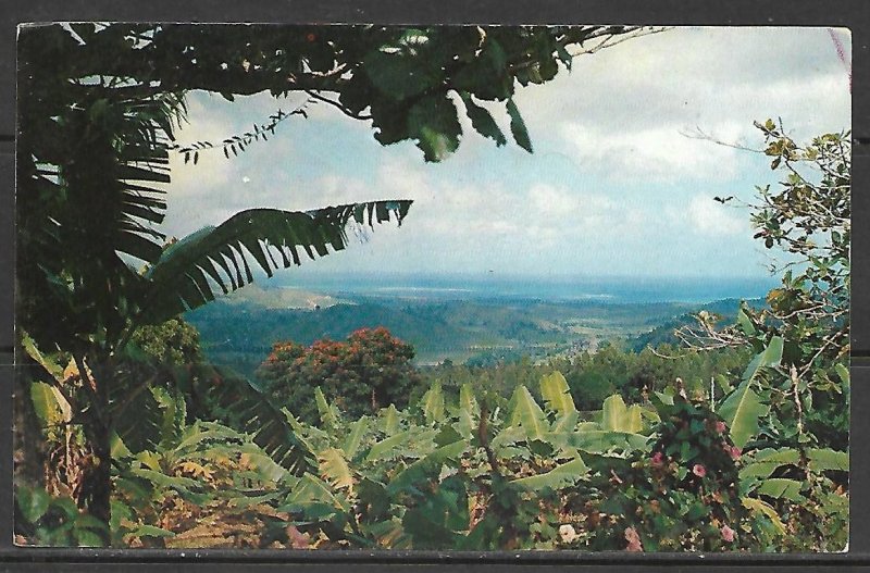 Puerto Rico, El Yunque - Tropical Rain Forest - [FG-207]