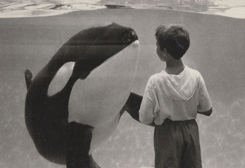 Dolphin Almost Hugging Child Rare Holland Photo Award Postcard