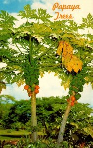 Hawaii Papaya Trees