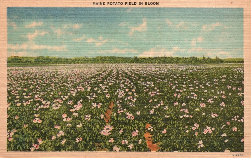 Vintage Postcard Maine Potato Field In Bloom  Picturesque Farm View American Art