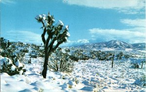 Snow-Covered Desert Scene Joshua Tree California Photochrome Postcard