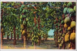 FL - Papaya Plantation in Florida