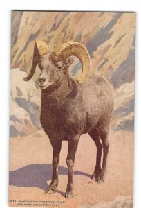 New York City NY Postcard 1907-1915 NY Zoo Big Horn Mountain Sheep