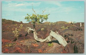 Moon Nat Monument Idaho~Craters Of Triple Twist Tree~Vintage Postcard