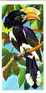 Brooke Bond Trade Card Tropical Birds No 2 Crested Hornbill