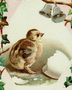 1880's Albany Dentists Painless Extractions Prices Listed Baby Chick Image P176