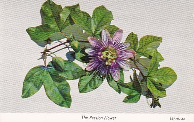 Bermuda The Passion Flower