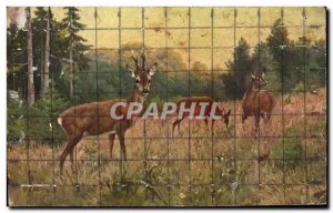 Old Postcard Deer
