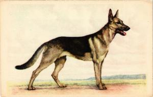 CPA AK German Shepherd DOGS (727335)