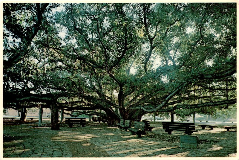 Banyan tree, Lahaina, Maui, Planted in 1873, Largest in the Postcard