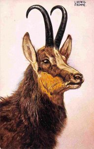 Chamois Mountain Goat Antelope Portrait Ludwig Fromme Artist 1905c postcard