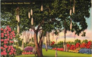 The Sausage Tree Miami Florida FL Fla Unused Vintage Linen Postcard E42