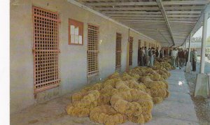 TARPON SPRINGS, FL, 40-60s; Sponge Auction being held at the old Sponge Exchange