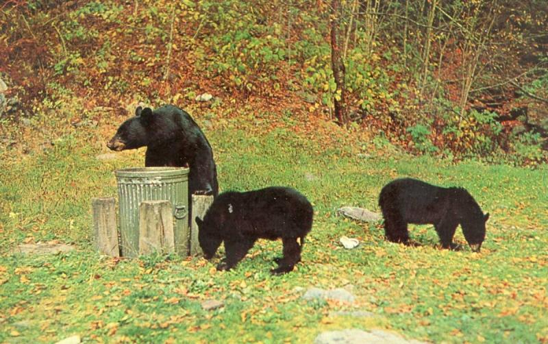 PA - Pocono Mountains. Black Bears