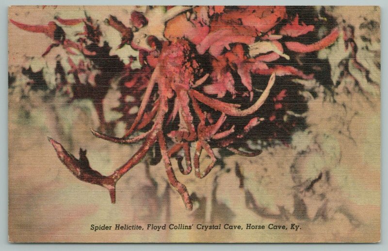 Horse Cave Kentucky~Spider Helictite~Floyd Collin Crystal Cave~Vintage Postcard