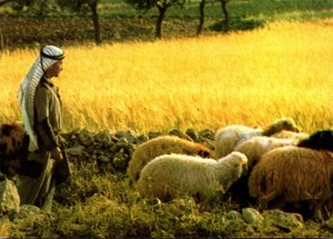 Israel Bethlehem Shepherd's Field Sheepherder With Sheep