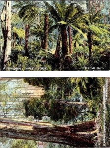 2~Postcards Victoria Australia FERN BRAKE~MORLEY'S TRACK~FERNSHAW MOUTAIN TREES