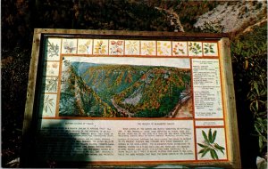 Postcard WV Davis Interpretive Device overlooking Blackwater Canyon