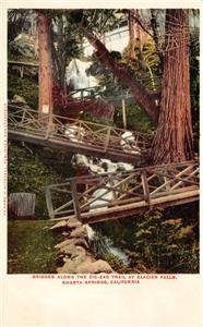 Zig-Zag Trail Bridges, Glacier Falls, Shasta Springs, CA c1900s Vintage Postcard